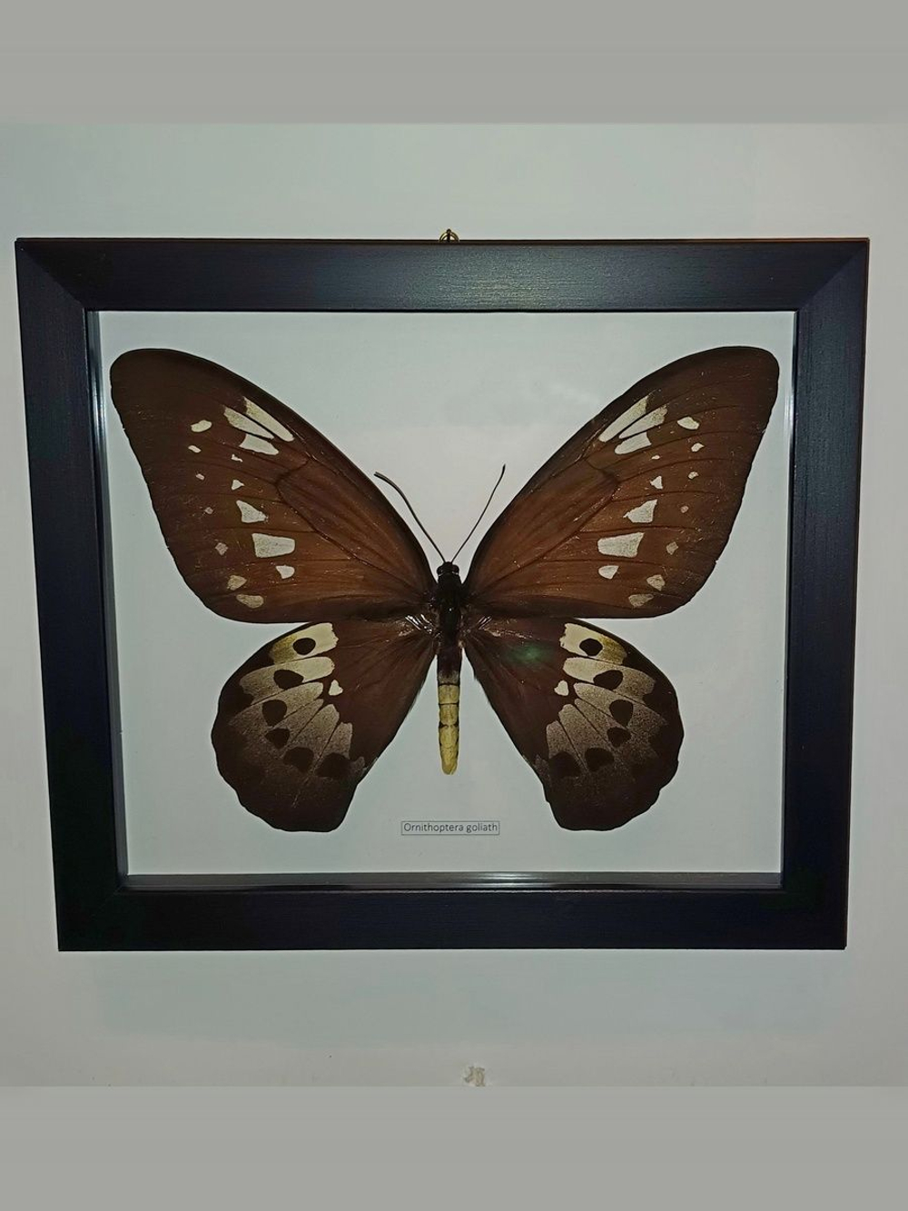Бабочка Ornithoptera goliath procus самка в рамке