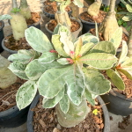 Адениум вариегатный 7650