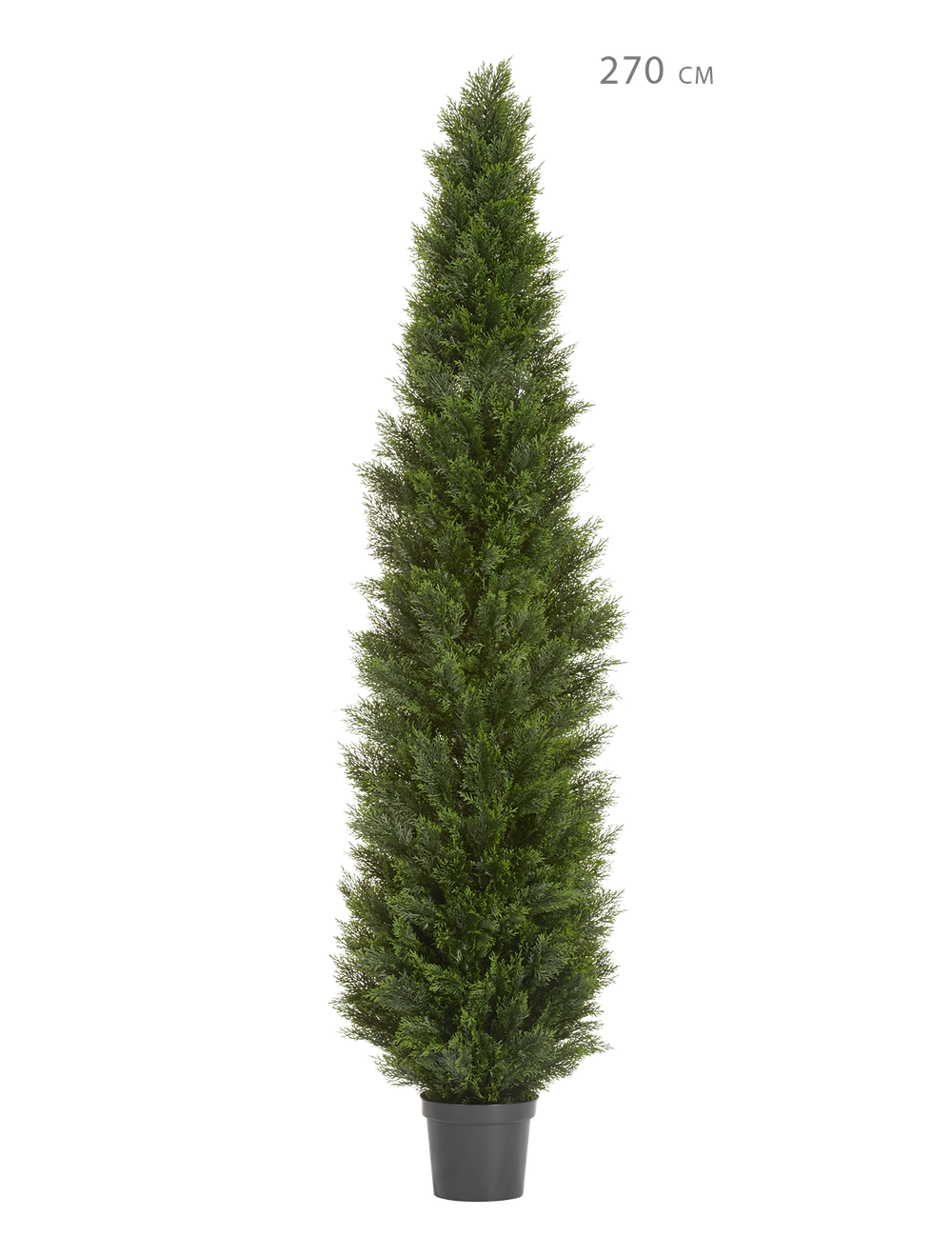 Туя Брабант пушистая уличная