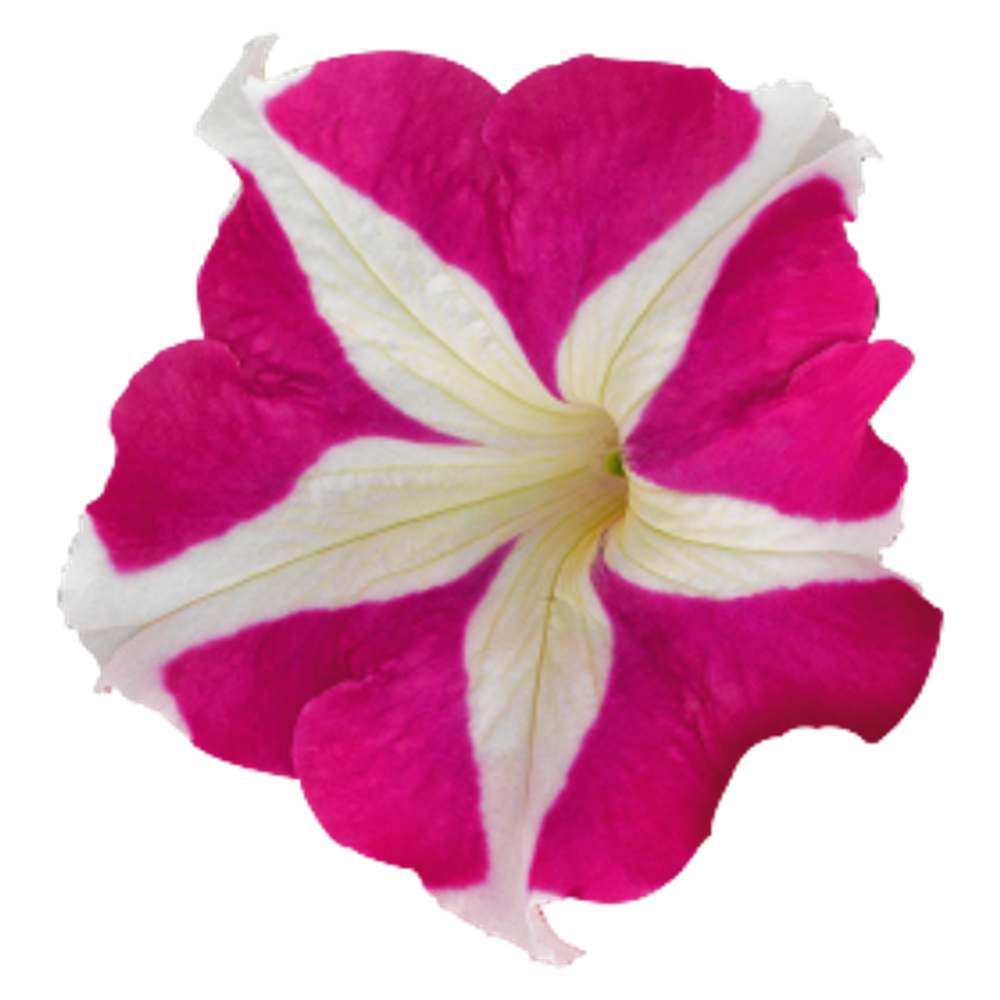 Петуния грандифлора Саксесс 360 Роуз Стар F1 (50др) Витагрин Профи