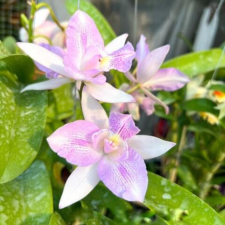 Орхидея каулокаттлея CLTY. CHANTILLY LACE