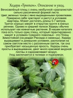 Хедера Тритон плющ