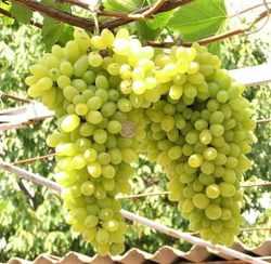 Виноград Лора 1шт