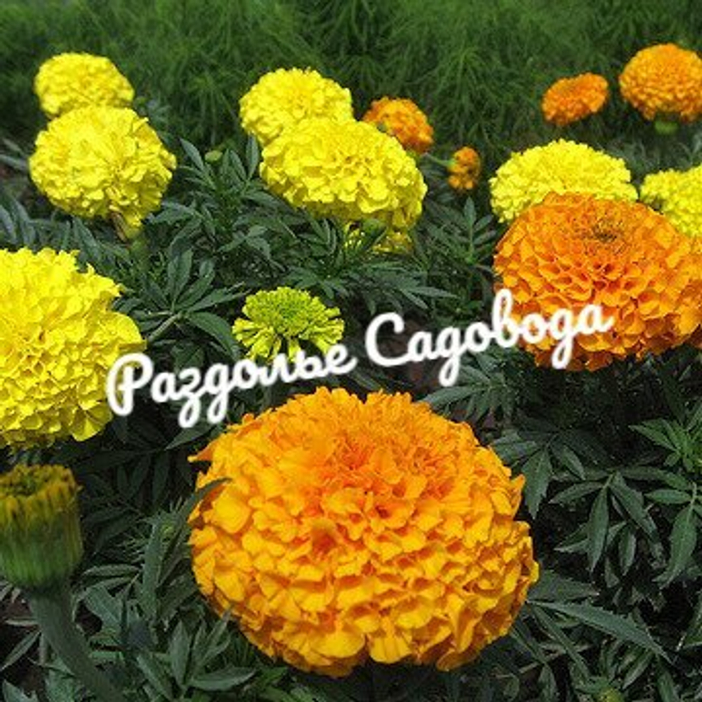 Бархатцы прямостоячие (цена за 6 штук)