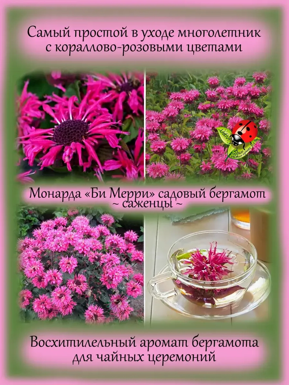 Монарда Би Мерри садовый бергамот