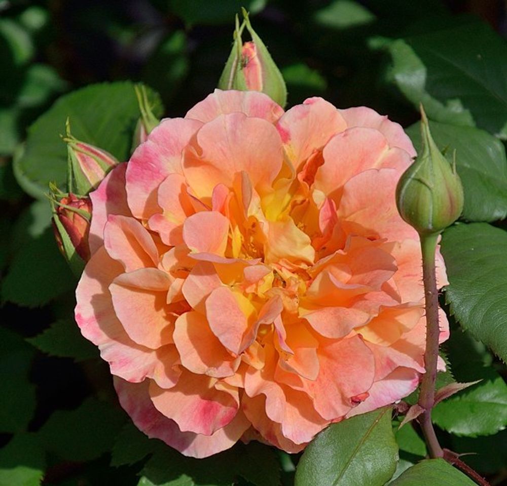 Пур Ламур Дюн Шато (Pour L'amour D'un Chateau)