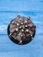 Gymnocalycium T-Rex Pink hybride (Гимнокалициум T-rex)