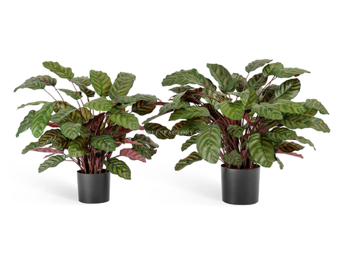 Калатея крупнолистная зелёно-бордовая в горшке