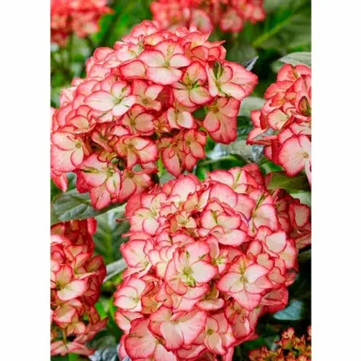 Гортензия крупнолистная королевская коллекция Бьюти оф Боскоп С2 Закупка М31 апрель 2026