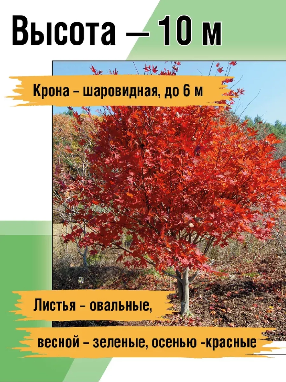 Саженец Клен Татарский