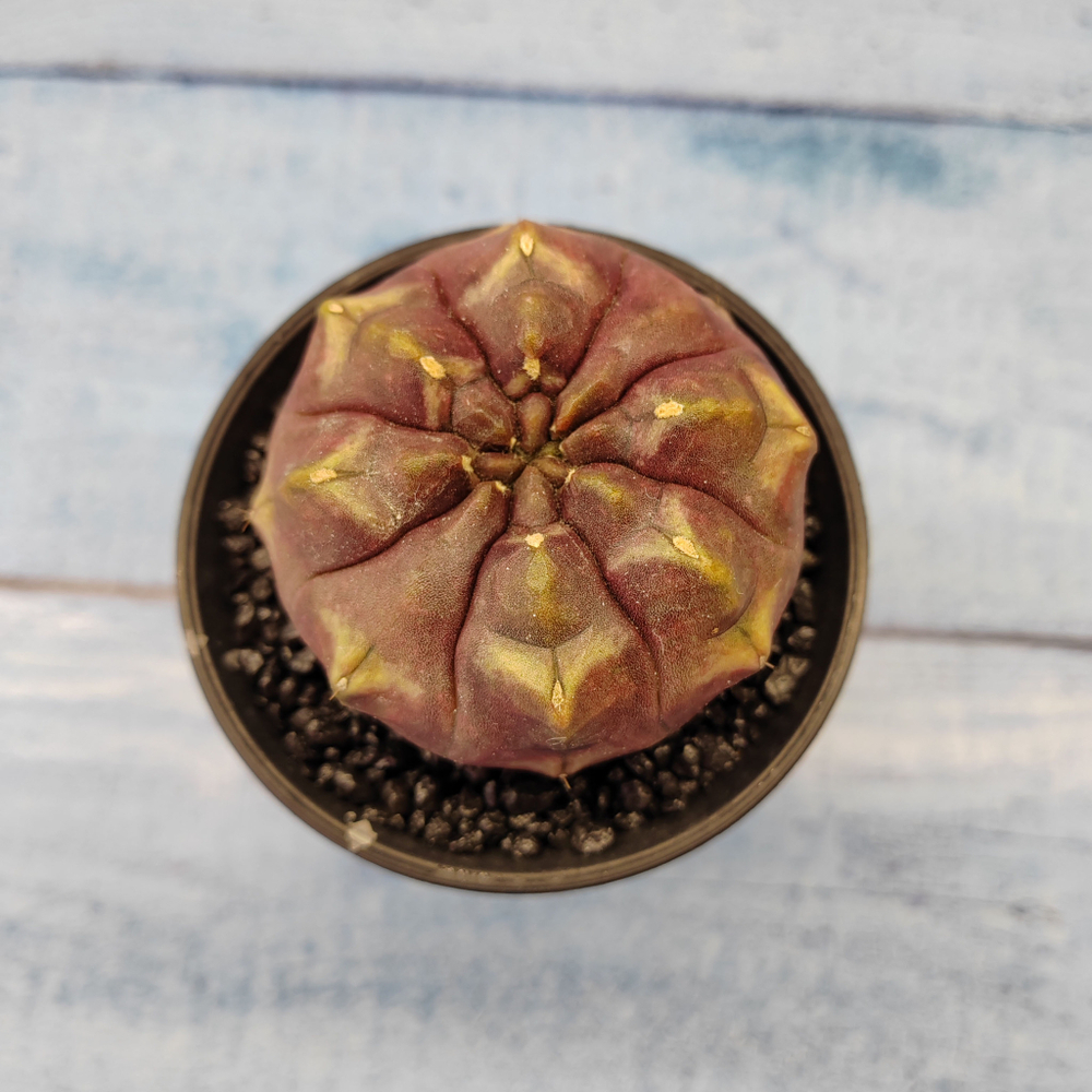 Gymnocalycium Daydream (Гимнокалициум)