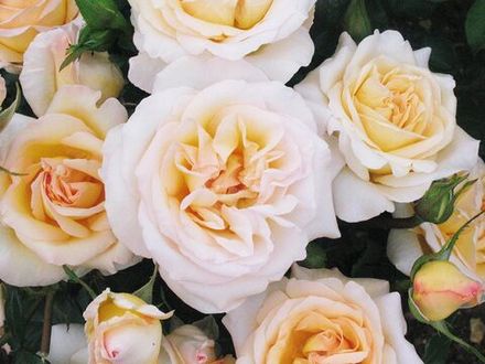 Йорк Минстер (York Minster)