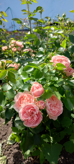 Bailando Байландо