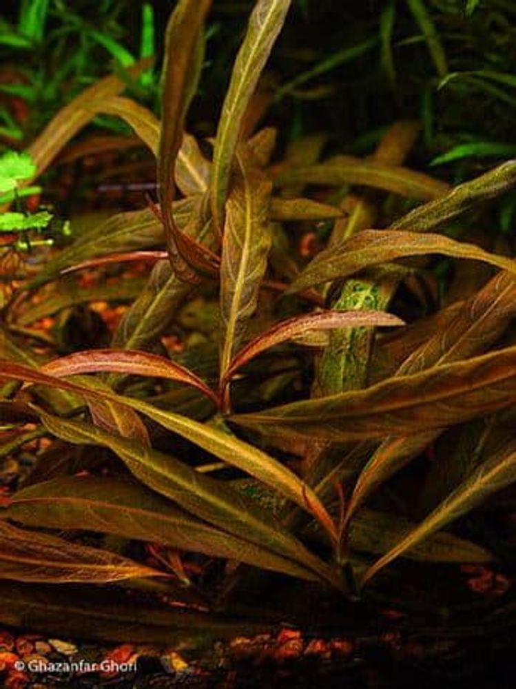 Гигрофила красная, М (код 2034)