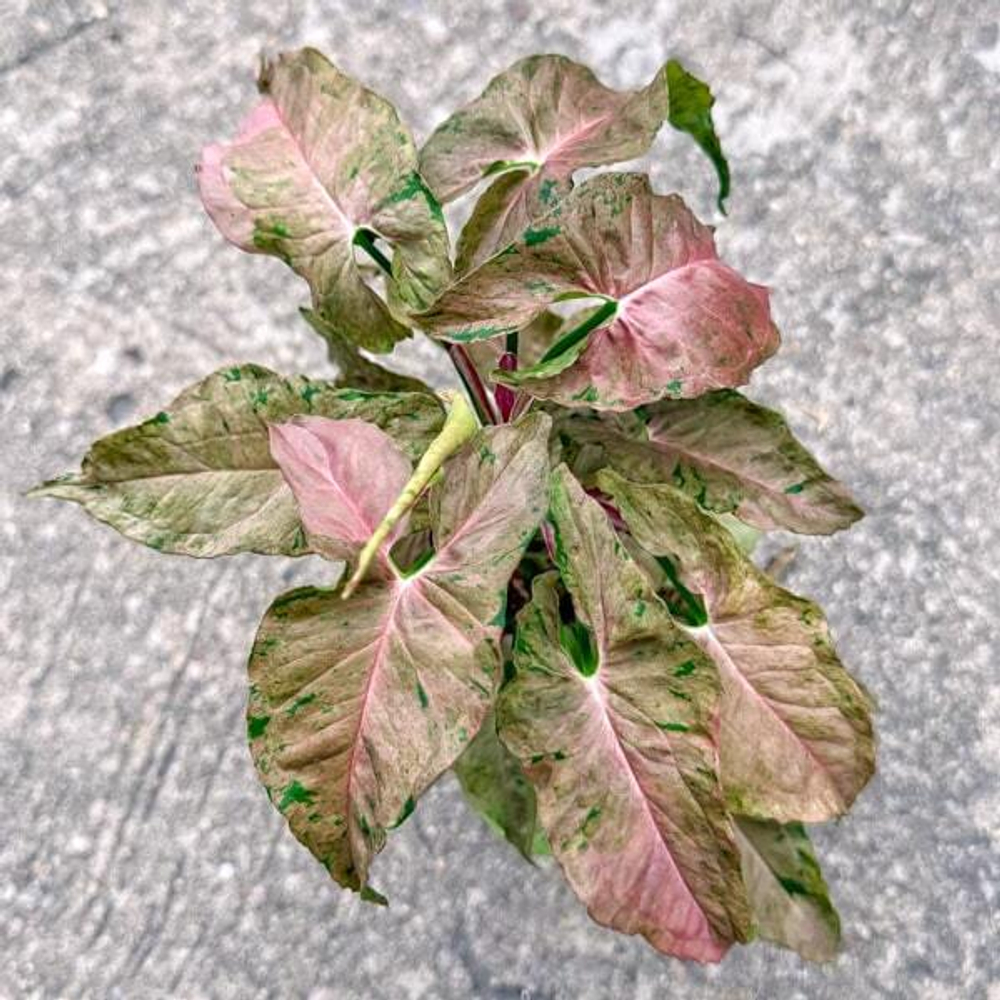 Сингониум BUBBLEGUM DWARF