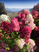 Гортензия метельчатая Даймонд Руж