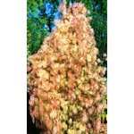 Семена Клематис тангутский Снежный Человек (УД) Е/П