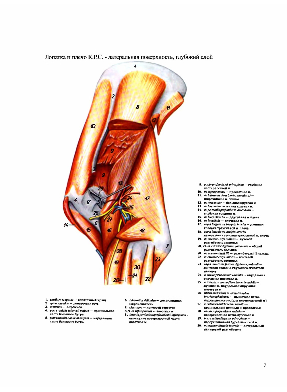 Атлас анатомии домашних животных. Том 3. Конечности | П. Попеско