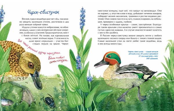 Птички-невелички. Кто на свете меньше всех?