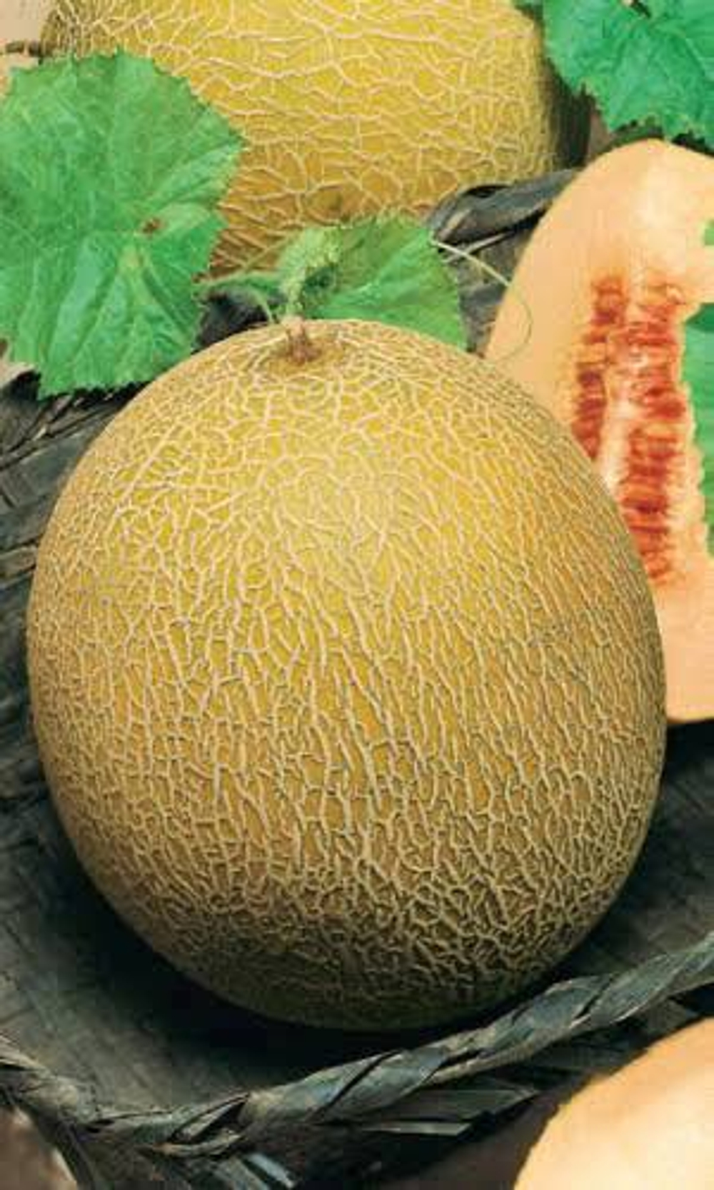 Медовый спас семена дыни (ПОИСК)