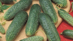 АСТЕРИКС F1 семена огурца (Bejo | Alexagro)