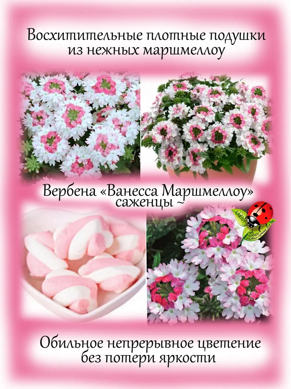 Вербена Ванесса Маршмеллоу Биколор