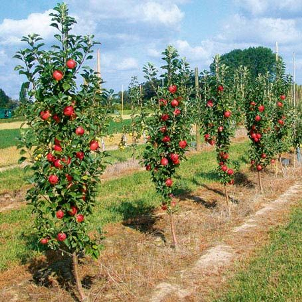 Колоновидная яблоня