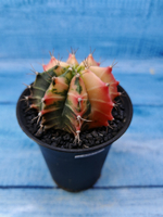Gymnocalycium Variegata (Гимнокалициум Вариегатный)