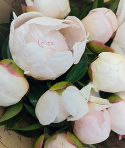 Букет пионов Нежность