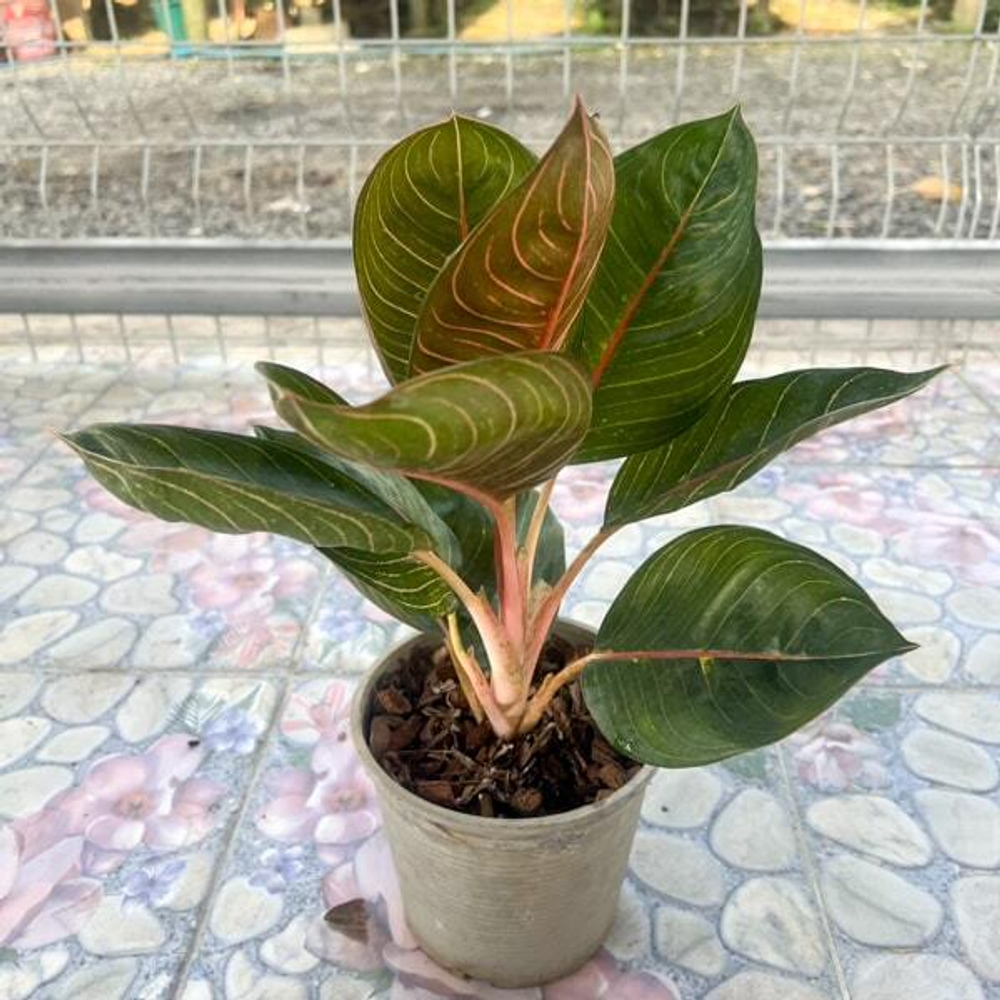 Аглаонема MOONLIGHT GREEN