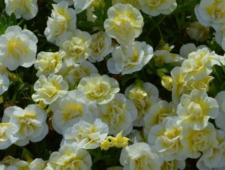 Калибрахоа Superbell Double Cream ЕВРО укорененный черенок ЯНВАРЬ 26