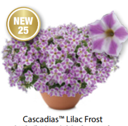 ЕВРО Петуния Cascadias Lilac Frost ОКС укорененные черенки