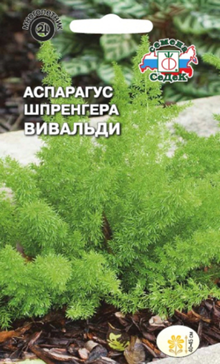 Аспарагус Шпренгера Вивальди
