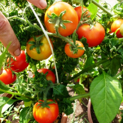 Помидоры Палка — Колоновидные