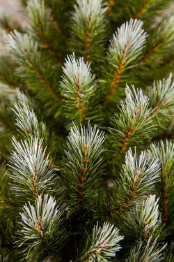 Ель Женева 260см заснеженная Triumph Tree