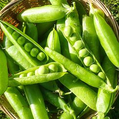 МУЦИО семена гороха (Syngenta | Alexagro)