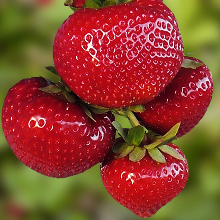 Земляника садовая (клубника) СЕНСАЦИЯ