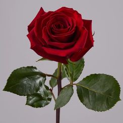 Роза Finally, плантация Tessa | Опт