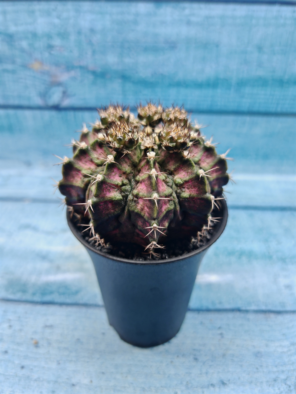 Gymnocalycium T-Rex Pink hybrid (Гимнокалициум T-rex)