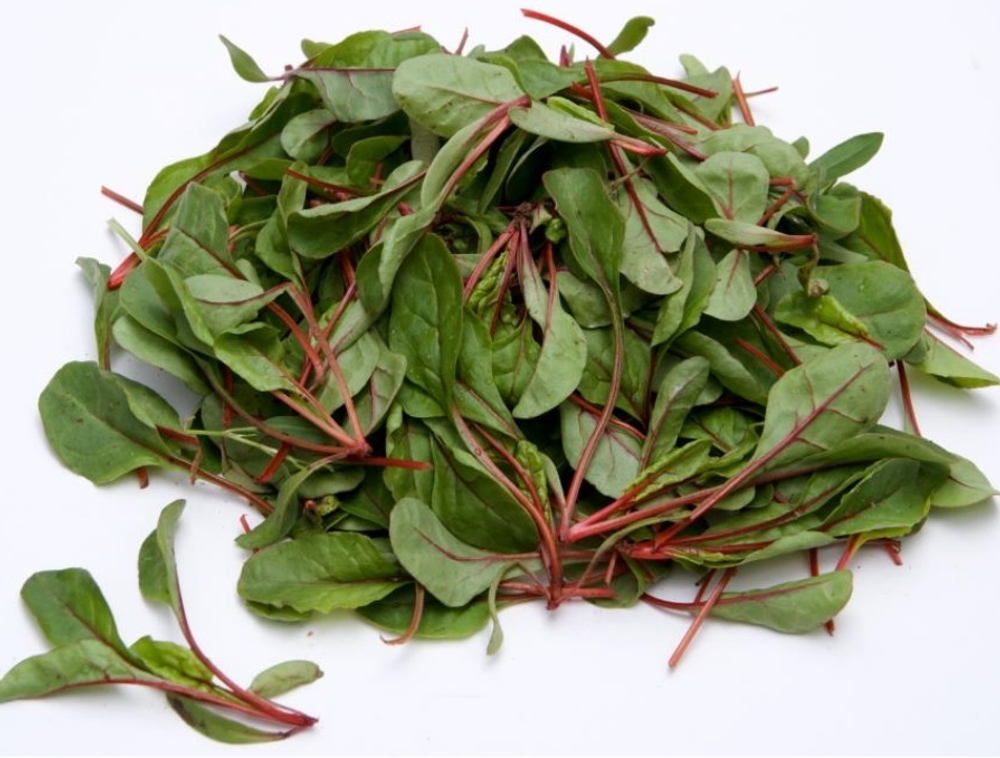 Рубарб семена мангольда (Sakata / Саката)