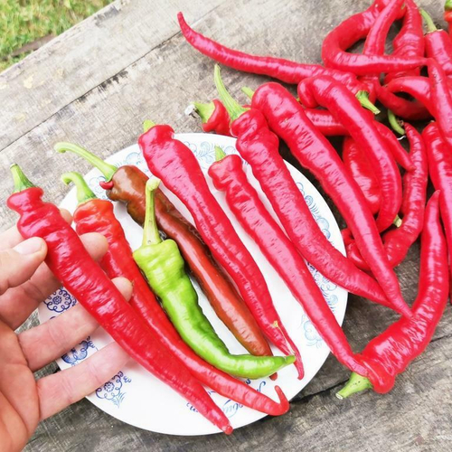 Деликатесный Перец Джимми Нарделло - Jimmy Nardello Pepper