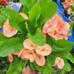 Эуфорбия Миля RATTANA CHOTE