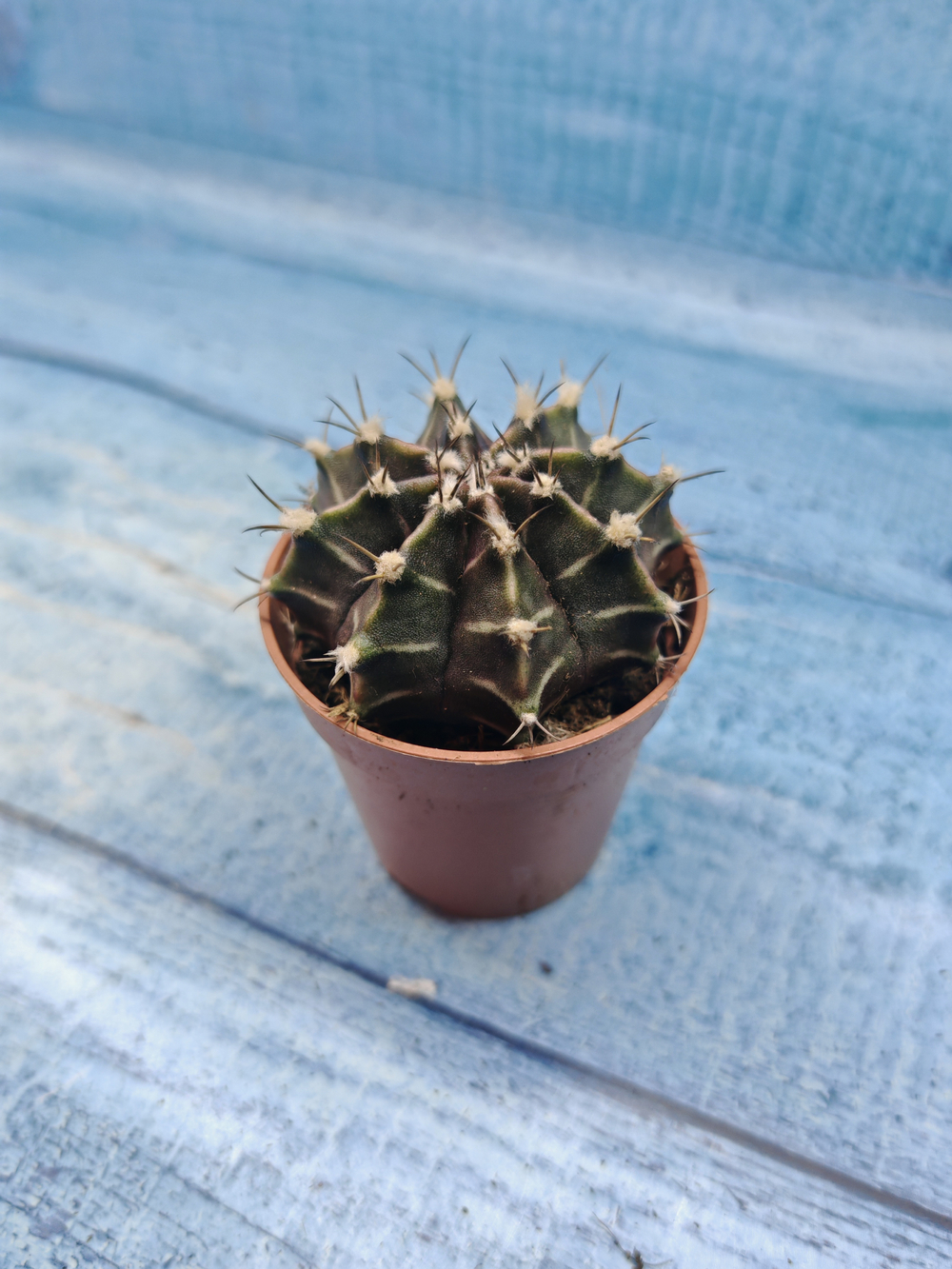 Gymnocalycium Friedrichii (Гимнокалициум)