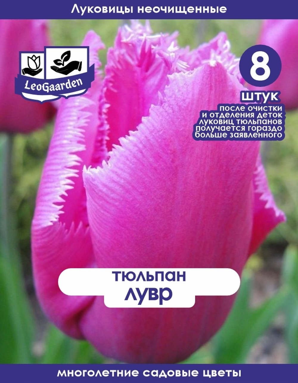 Тюльпан Луковица, Лувр, 8+шт