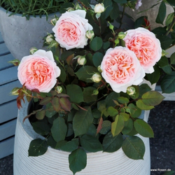 Роза Мерченсхаубер С7 Закупка М57 июнь 2026