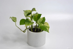 Эпипремнум Марбл Квин / Epipremnum Marble Queen