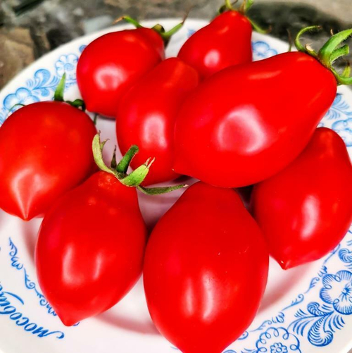 Помидоры Нова из Салерно - Pomodori Nova Di Salerno