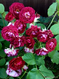 Леа Мэж (Lea Mege)