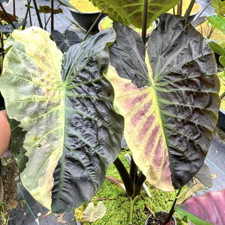 Колоказия GOSHENITE