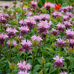 Монарда гибридная "Beauty of Cobham". Monarda hybride "Beauty of Cobham".